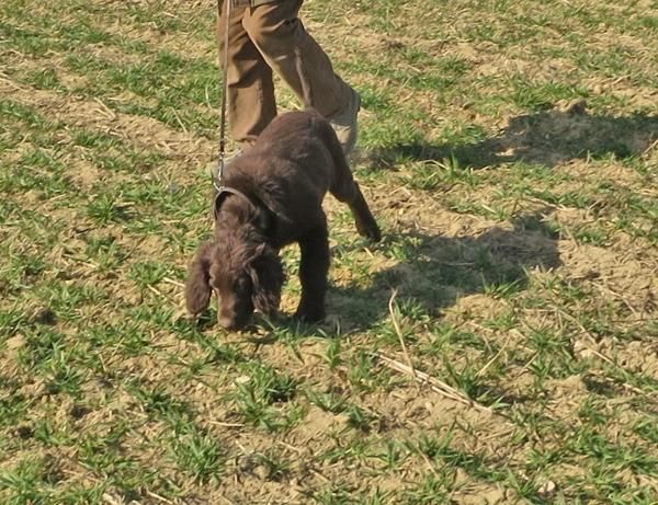 064156-Jagdhunde-1