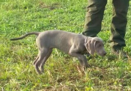 064156-Jagdhunde-10
