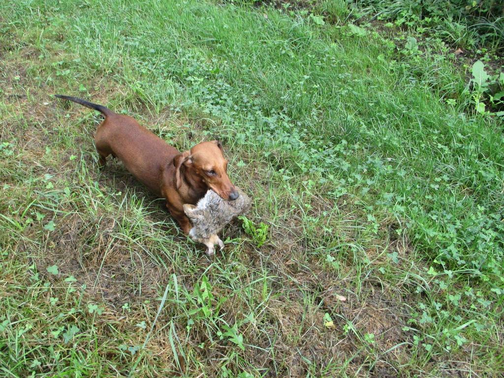 064156-Jagdhunde-12