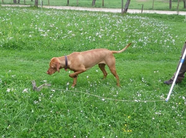 064156-Jagdhunde-13
