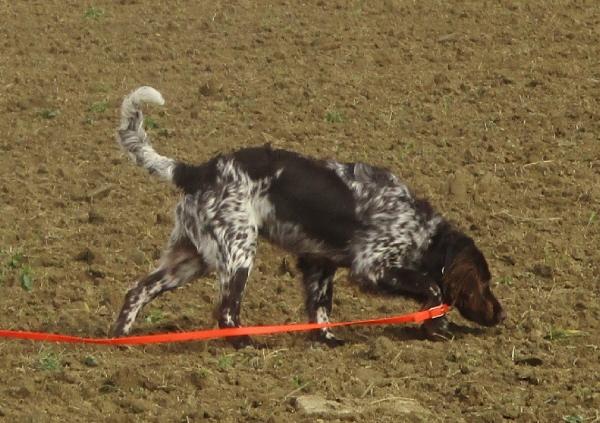 064156-Jagdhunde-14