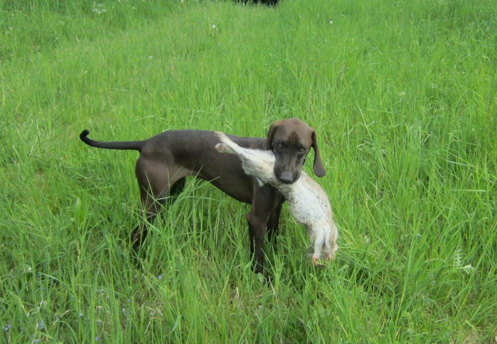 064156-Jagdhunde-15