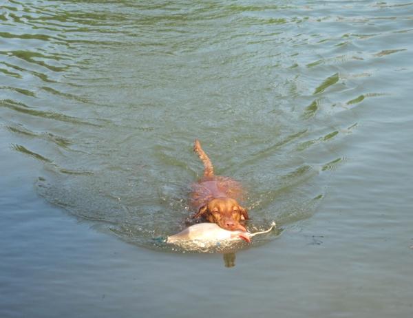 064156-Jagdhunde-16