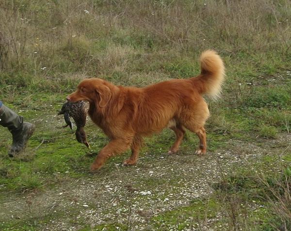 064156-Jagdhunde-17