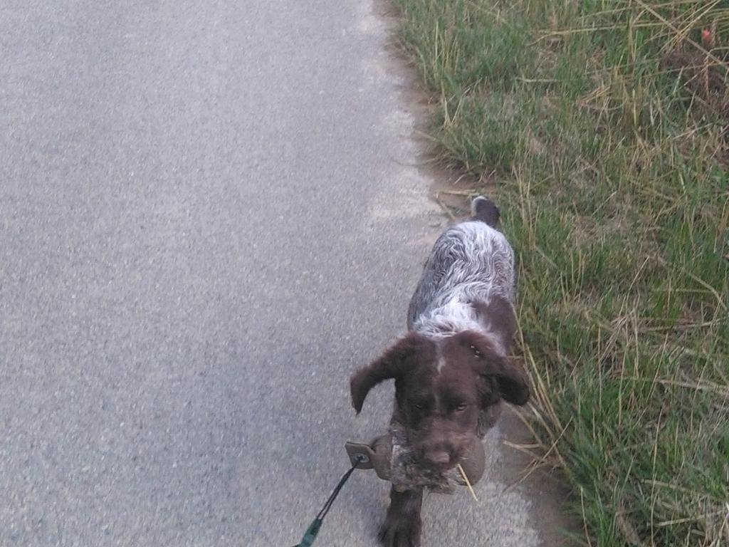 064156-Jagdhunde-18