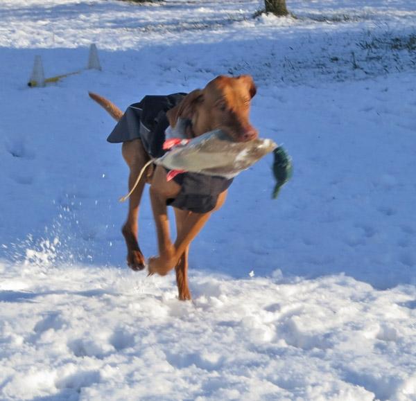064156-Jagdhunde-19