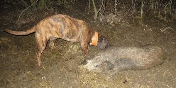 064156-Jagdhunde-2