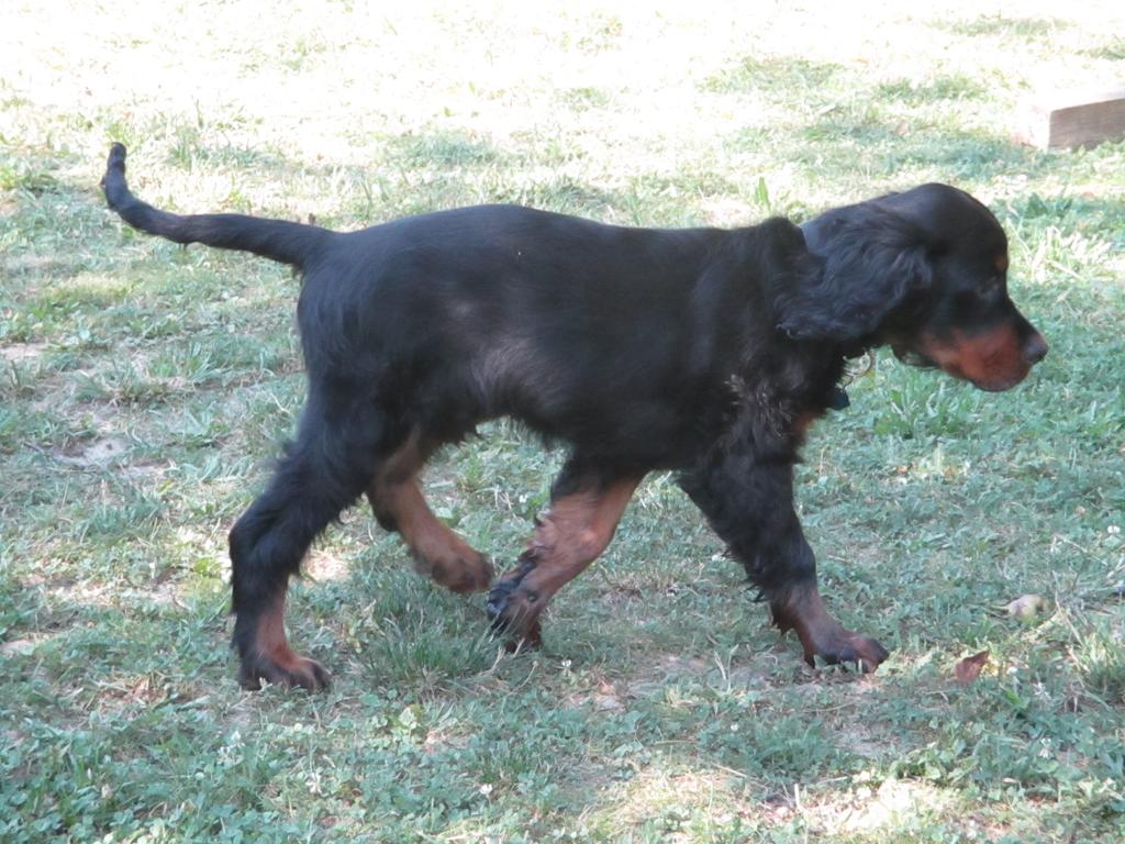 064156-Jagdhunde-21