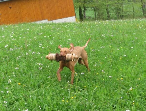 064156-Jagdhunde-22