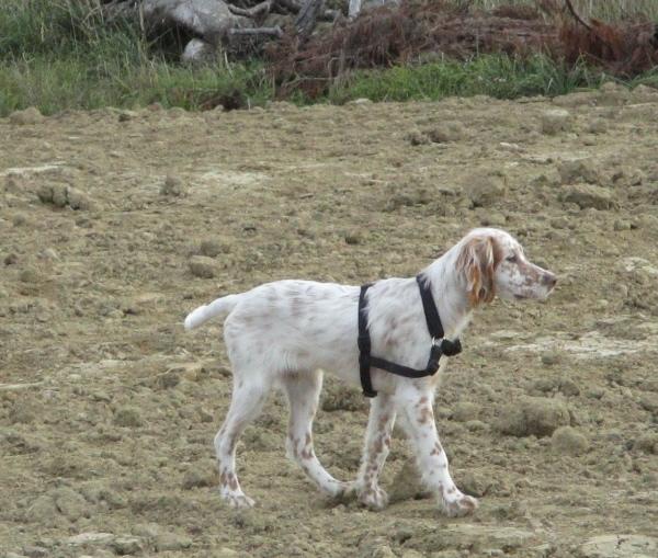 064156-Jagdhunde-23
