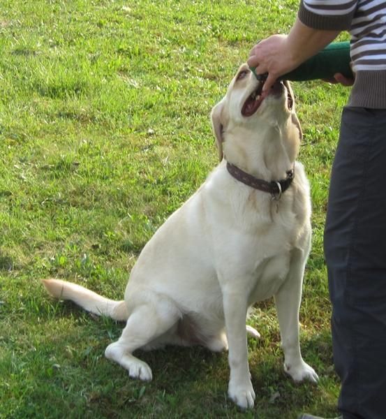 064156-Jagdhunde-24