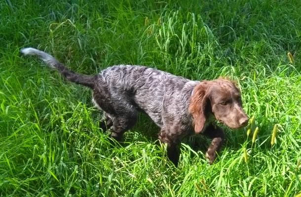 064156-Jagdhunde-3