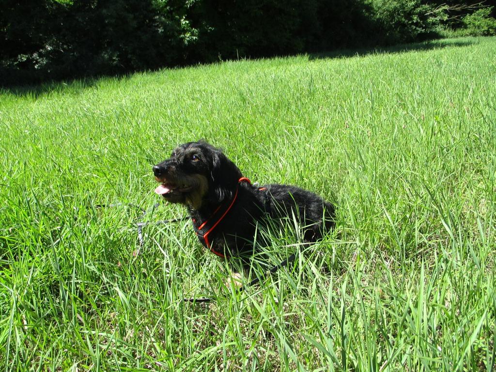 064156-Jagdhunde-4