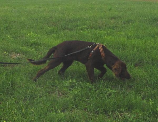 064156-Jagdhunde-6