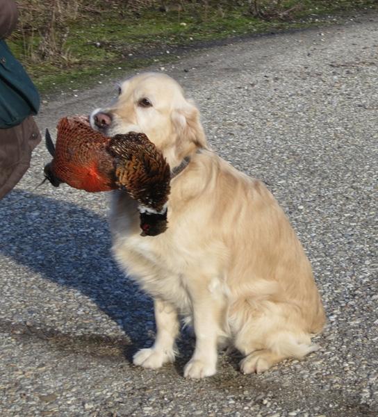 064156-Jagdhunde-7