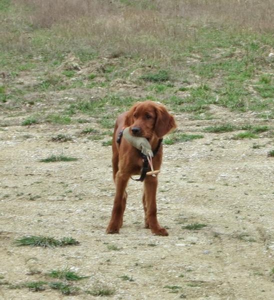 Jagdhunde