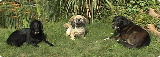 14732686-labrador-Ddutschkurzhaarmix-muensterlaender-schaefermix-lhasa-apso